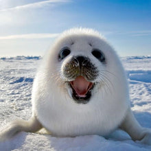 将图片加载到图库查看器,唐以生_测试产品_2