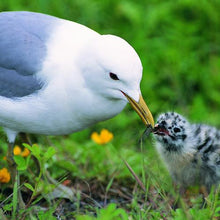 将图片加载到图库查看器，加购-4
